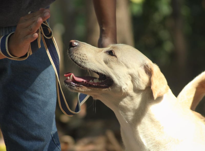 The Labrador Retriever is the most popular dog in the UK and their quick learning and curious nature makes them perfect for guide dogs or hearing dogs.