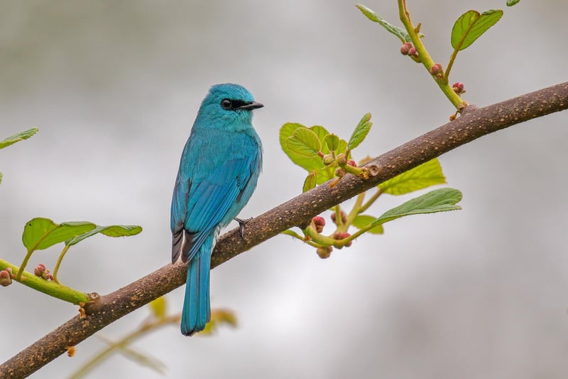 11 AND UNDER
VERDITER FLYCATCHER
Verditer Flycatcher Eumyias thalassinus. Pelling, Sikkim, India. Arko Saha, India. Category: 11 and Under. GOLD AWARD WINNER.
Pelling is one of the most beautiful hill stations in India. I observed so many birds when I visited the area. I snapped this very colourful bird in a garden near our hotel. The extremely vibrant blue colour makes this bird so beautiful.
Canon EOS 80D with Canon 100–400mm f/4.5–5.6 II lens. 400mm; 1/400s; f/5.6; ISO 500.