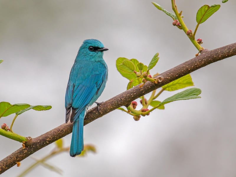 11 AND UNDER
VERDITER FLYCATCHER
Verditer Flycatcher Eumyias thalassinus. Pelling, Sikkim, India. Arko Saha, India. Category: 11 and Under. GOLD AWARD WINNER.
Pelling is one of the most beautiful hill stations in India. I observed so many birds when I visited the area. I snapped this very colourful bird in a garden near our hotel. The extremely vibrant blue colour makes this bird so beautiful.
Canon EOS 80D with Canon 100–400mm f/4.5–5.6 II lens. 400mm; 1/400s; f/5.6; ISO 500.