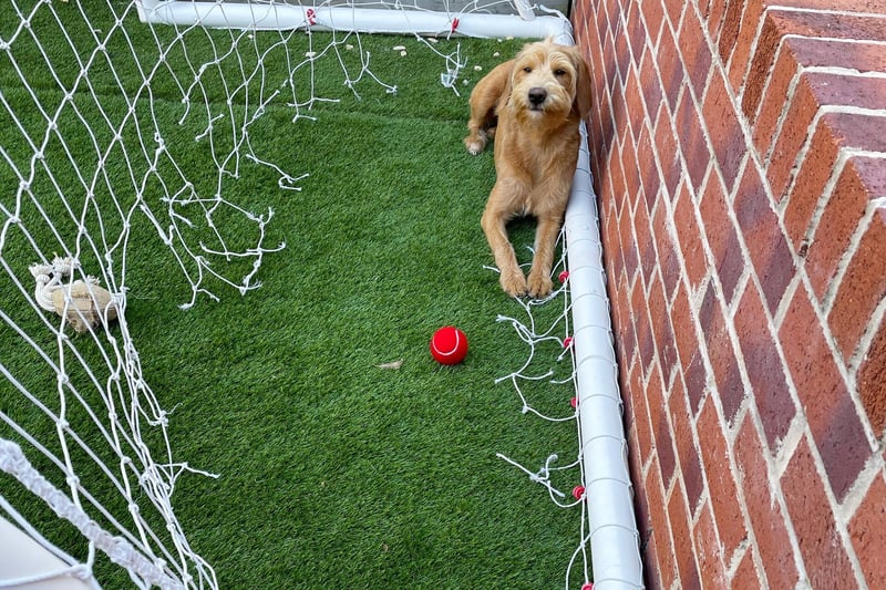 Labrador Retriever Evie almost looks proud of herself after chewing through the family goal net.