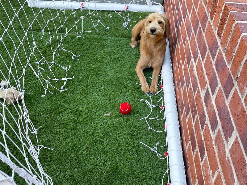 Labrador Retriever Evie almost looks proud of herself after chewing through the family goal net.