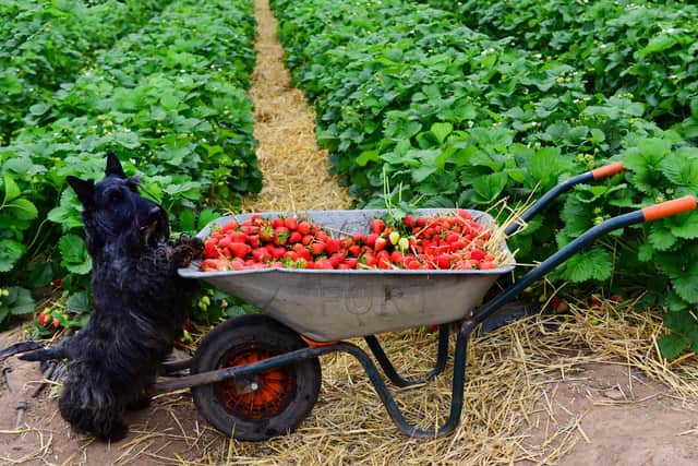 Strawb dogs: a Scotty dog lends a helping hand as the firm boosts production. Picture: Julie Howden.
