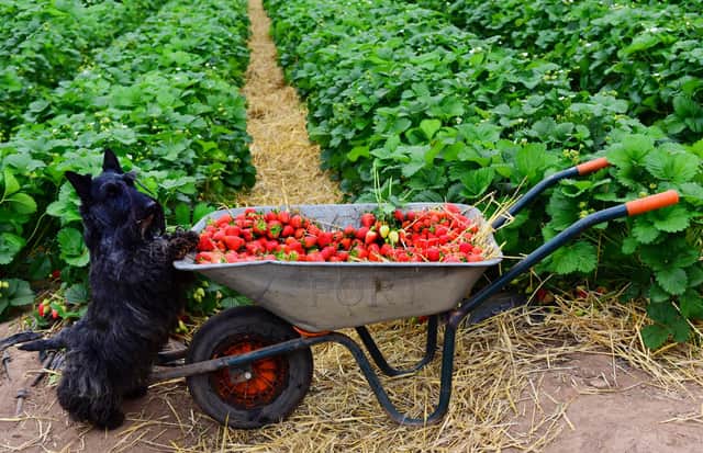 Strawb dogs: a Scotty dog lends a helping hand as the firm boosts production. Picture: Julie Howden.
