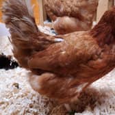 Gertie and her feathered pals