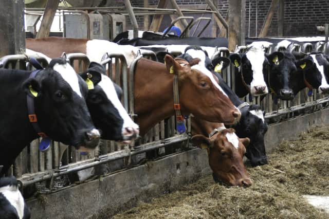 The suffering of animals in the food chain and its impact on society never got a mention at COP26, despite it being increasingly seen as crucial in addressing the twin emergencies of climate and nature collapse, writes Philip Lymbery.