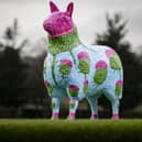 Woolly Thistle by Billy Hutchison sponsored by The Scotsman
