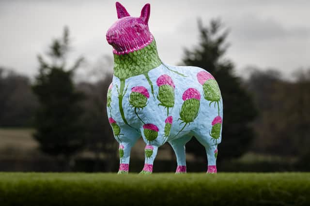 Woolly Thistle by Billy Hutchison sponsored by The Scotsman