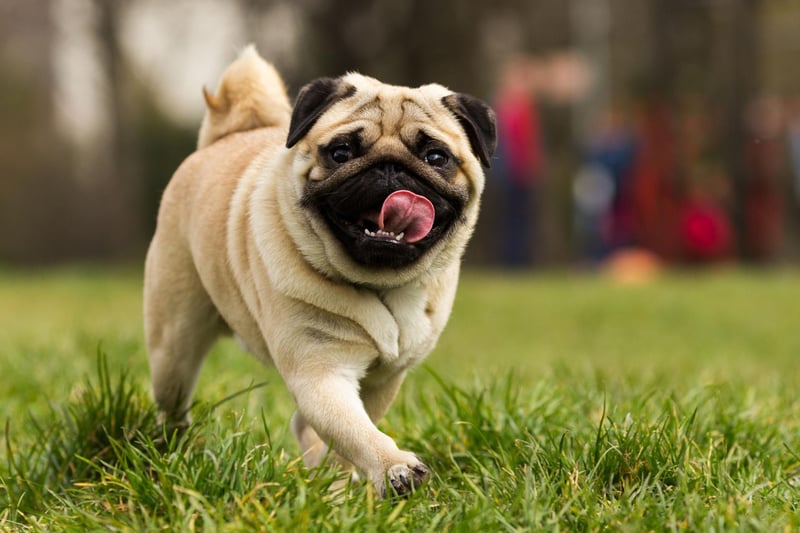 For people with mobility issues, Pugs make the perfect pet. These little characters would rather nap on the couch that go for a run and spend most of their time indoors. They tend to be quite quiet and require very little pampering or bathing.