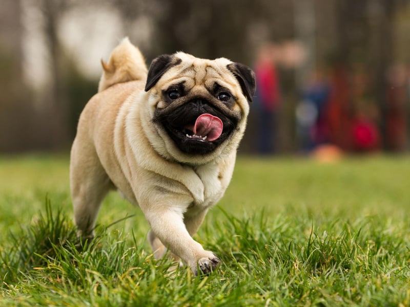 For people with mobility issues, Pugs make the perfect pet. These little characters would rather nap on the couch that go for a run and spend most of their time indoors. They tend to be quite quiet and require very little pampering or bathing.