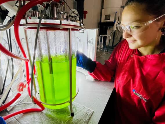 An IBioIC scientist monitoring and sampling a photobioreactor of cyanobacteria. Picture: contributed.