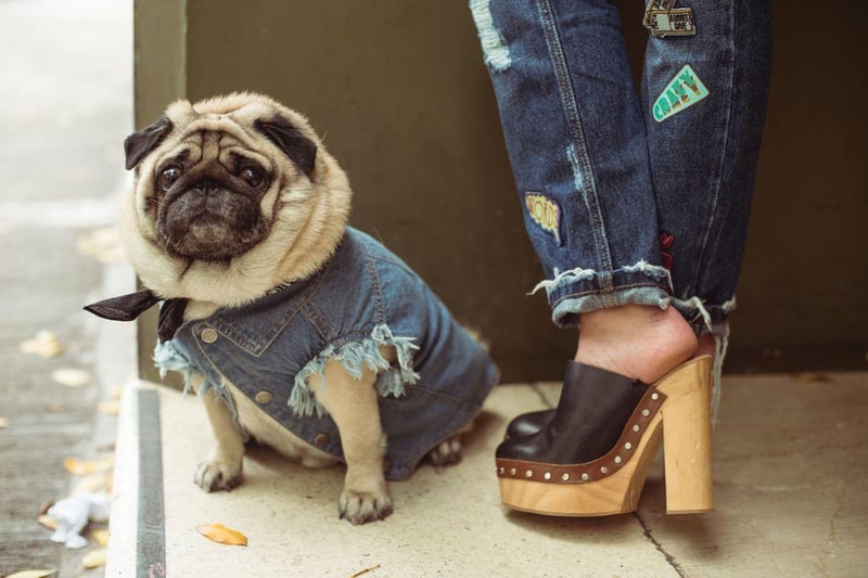 Pugs are pretty fussy when it comes to temperatures - their short noses mean that they can't pant properly to cool down so they don't like hot weather, but their short coat means that cold weather's not great for them either. Ideally you should get a pug coat with layers you can remove or add to keep them just right.