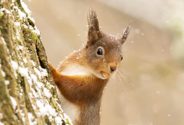 The report says protection for red squirrels could be more effective.