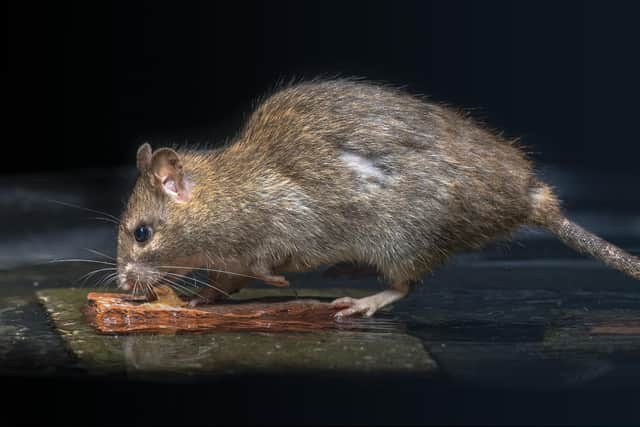 The scurrying rodents can pose a serious health hazard.