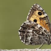 The grayling butterfly, among 37 species assessed in Scotland, is now classified as endangered (Picture: Iain H Leach)