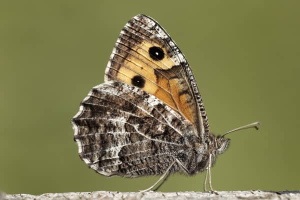 The grayling butterfly, among 37 species assessed in Scotland, is now classified as endangered (Picture: Iain H Leach)