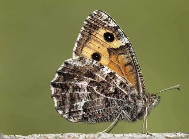 The grayling butterfly, among 37 species assessed in Scotland, is now classified as endangered (Picture: Iain H Leach)