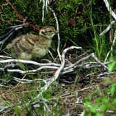 Grouse chicks face being shot on the 'Glorious Twelfth' of August