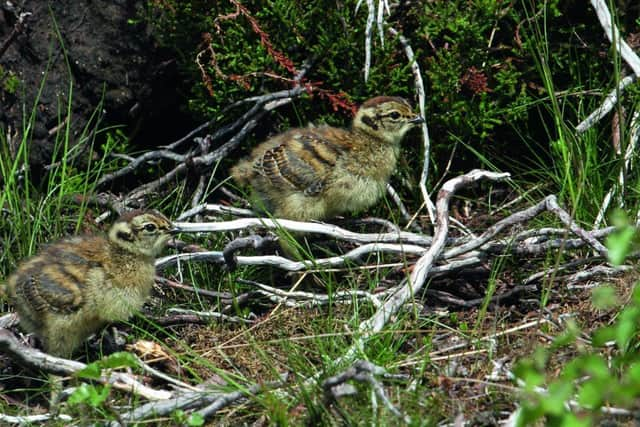 Grouse chicks face being shot on the 'Glorious Twelfth' of August