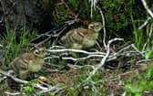 Grouse chicks face being shot on the 'Glorious Twelfth' of August
