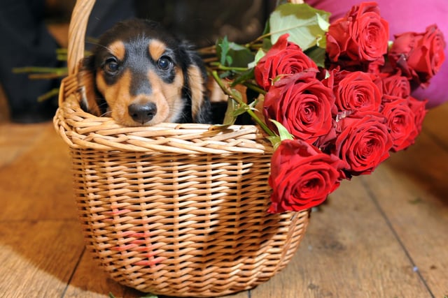 Puppy Balfour helps his owner Alice Shaw get ready for Valentine's Day 2013 at her shop Rogue Flowers, on Edinburgh's William Street.