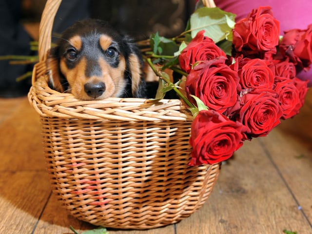 Puppy Balfour helps his owner Alice Shaw get ready for Valentine's Day 2013 at her shop Rogue Flowers, on Edinburgh's William Street.