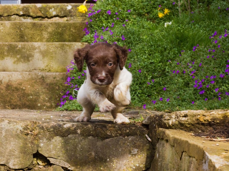 The first part of the Springer Spaniel's name comes from the fact that they were bred to a carry out a very specific task for hunters. They would 'spring' wild birds into flight so their master could shoot them, before retrieving the body.