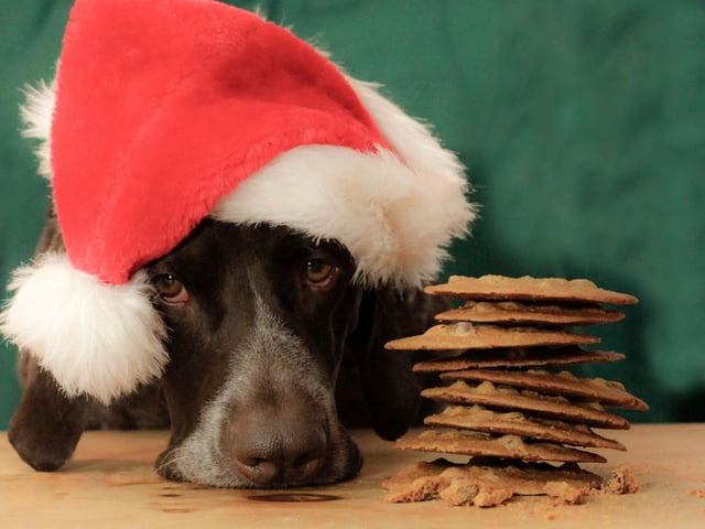 Alternatively, try baking pet-friendly Christmas snacks like peanut butter dog biscuits - there are plenty of recipes online. It makes for a pawfect treat while the humans eat dinner.