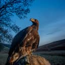 A new golden eagle information point is opening in the Scottish Borders, where a ground-breaking translocation projects is working to increase the local population of Scotland's national bird. Photo: Phil Wilkinson