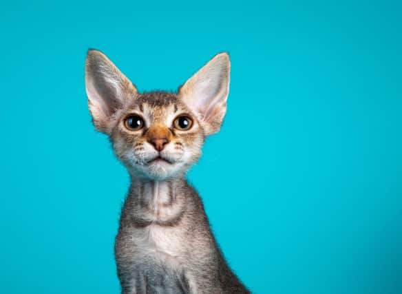 Here are 10 breeds rare cute cats and kittens. Cr: Getty Images/Canva Pro
