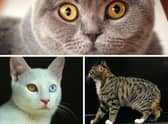 Here are 10 cat breeds are some of the world's most rare. Cr: Getty Images/Canva Pro