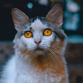 Here are 10 breeds of super rare but super cute cats and kittens. Cr: Getty Images/Canva Pro