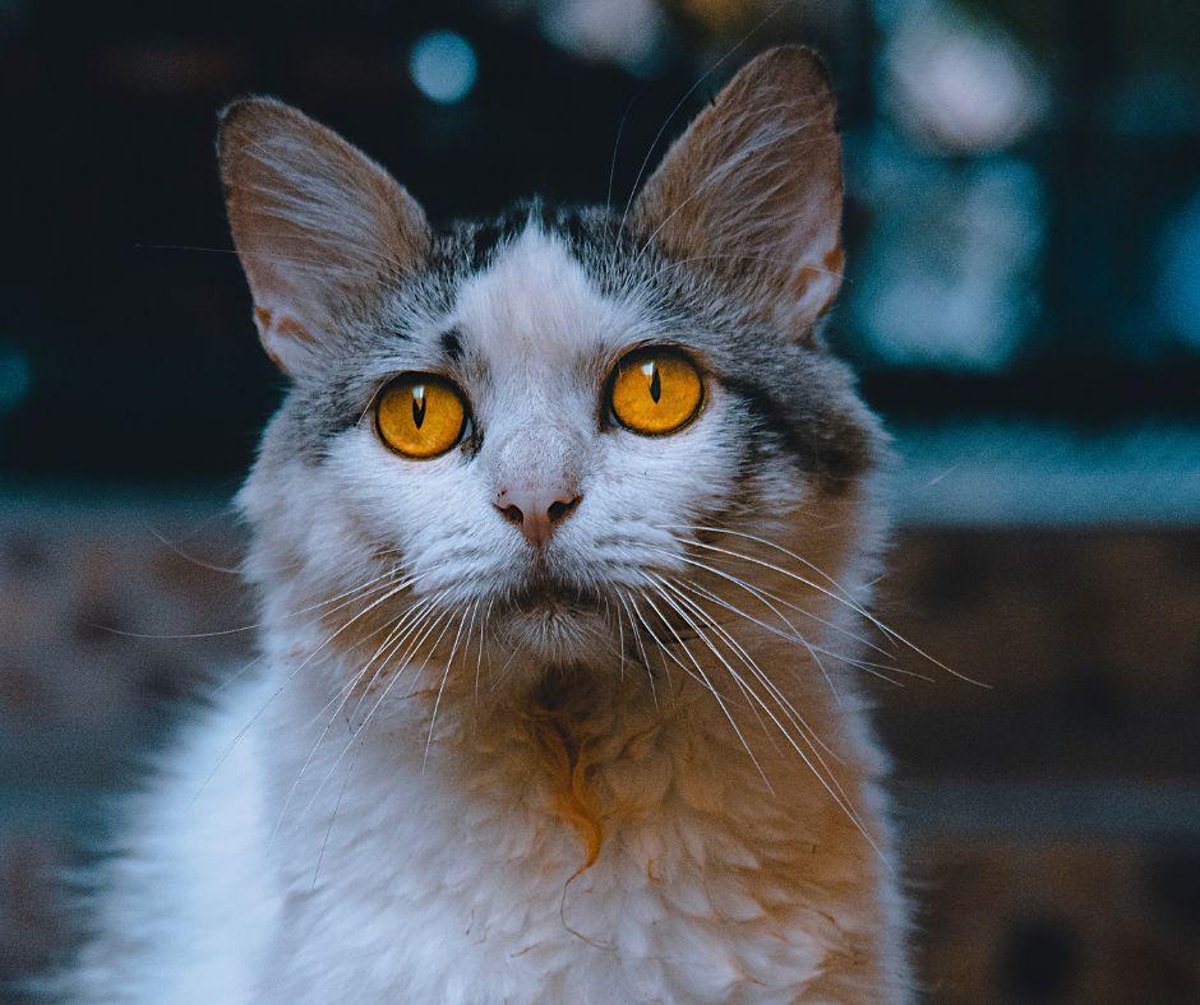 The Most Beautiful Cat Breeds in the World