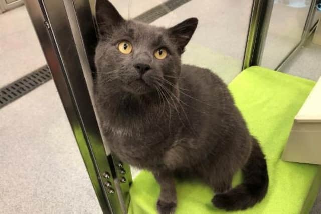 Grey-furred Caleb is a sweetheart and is very confident.
