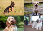 What is your favourite dog breed?