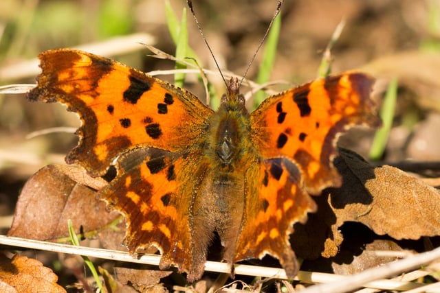 Once a rarity in Scotland, the Comma butterfly - with its raggedy wings designed to look like a dead leaf - have been spreading north of the border in recent years. If you're lucky you might spot one on a sunny day in a city park.