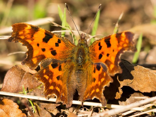 Once a rarity in Scotland, the Comma butterfly - with its raggedy wings designed to look like a dead leaf - have been spreading north of the border in recent years. If you're lucky you might spot one on a sunny day in a city park.