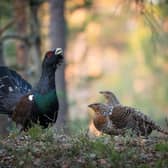 The capercaillie are at serious threat of extinction in Scotland, with the RSPB saying there are only 542 left (pic: Petr Šimon)