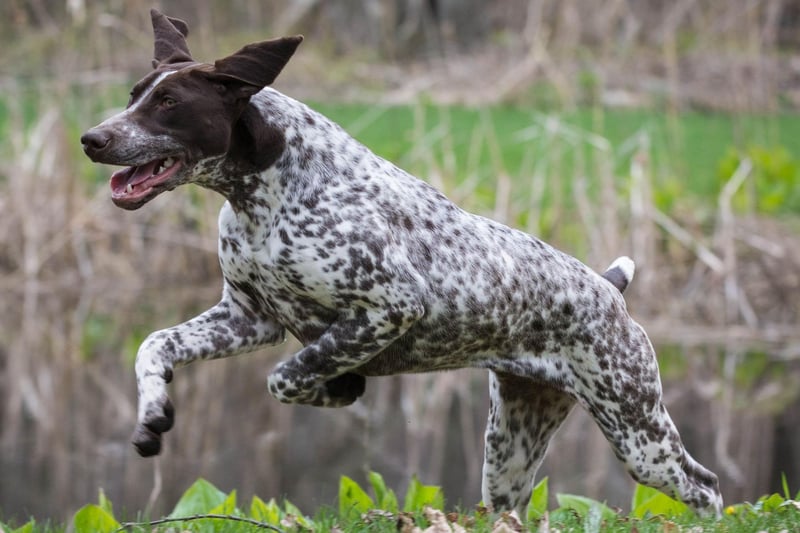 Most dogs that have been bred for hunting aren't great in warm temperatures, but the German Shorthaired Pointer is the exception. Along with the short hair of their name, they have no undercoat and will happily go for a dip in a lake or river to cool off if they do get a bit hot under the collar.