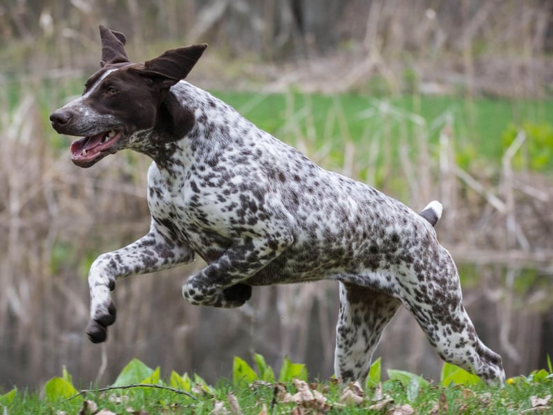 Most dogs that have been bred for hunting aren't great in warm temperatures, but the German Shorthaired Pointer is the exception. Along with the short hair of their name, they have no undercoat and will happily go for a dip in a lake or river to cool off if they do get a bit hot under the collar.
