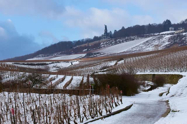 Vineyards along the Rhine. Pic: Alamy/PA.
.