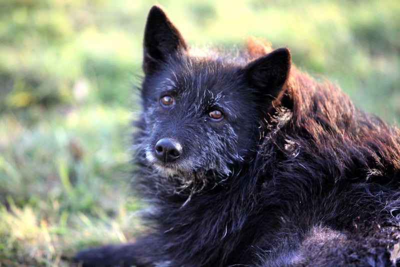 If your dog seems irritable, or growls or snaps when lifted, this can often be a sign of persistent pain, including joint pain. You may also notice your dog is sleeping more or is less enthusiastic to play or go out for walks. You know your dog and if they are acting out of character, it’s likely a sign that something is wrong.