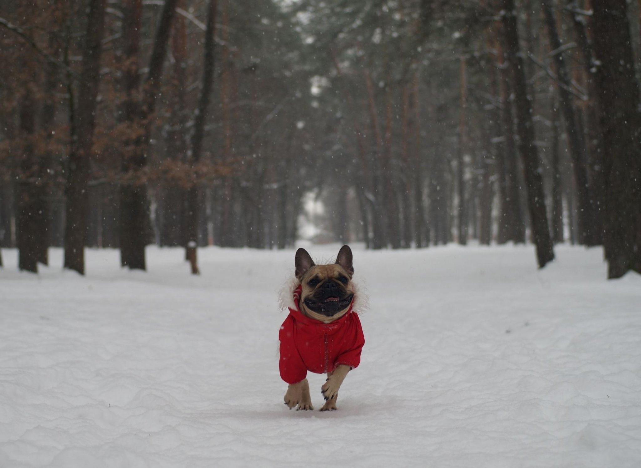 Here are 10 breeds of adorable dog that can’t cope with cold so need wrapped up on winter walks – cute pups