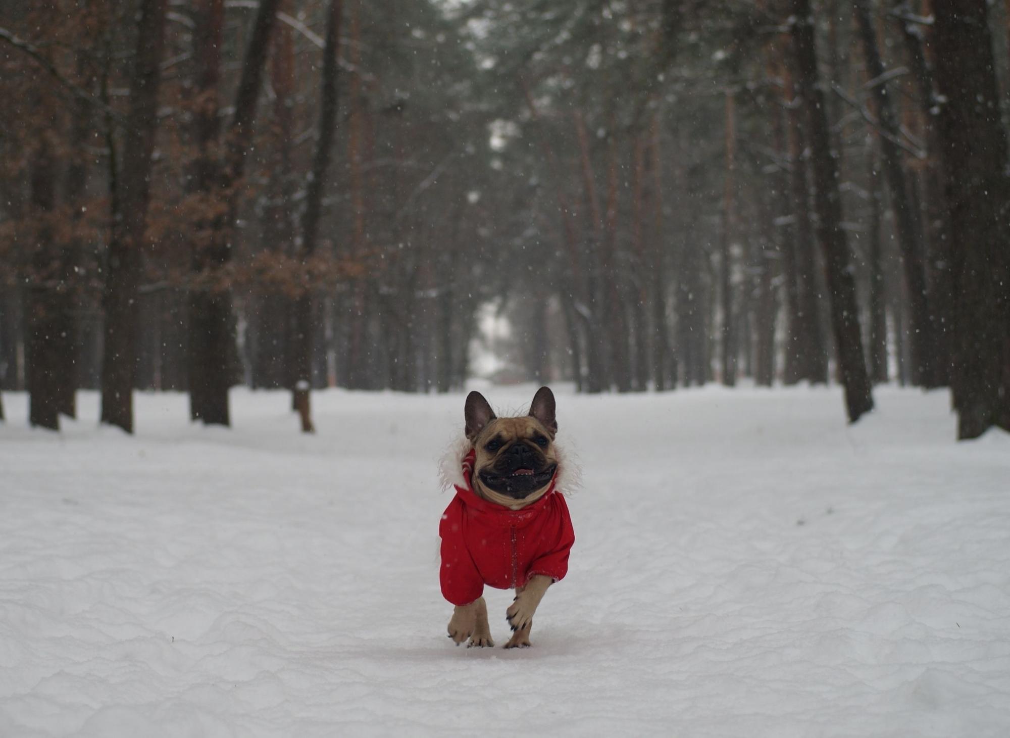 Can Small Dogs Walk In Snow
