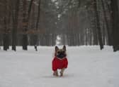 Some breeds of dog need a little extra care over winter due to their aversion to cold temperatures.