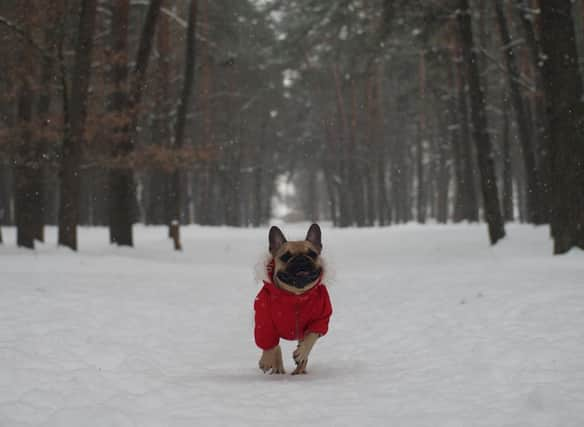 Some breeds of dog need a little extra care over winter due to their aversion to cold temperatures.