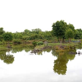 Shrimp farming in Vietnam