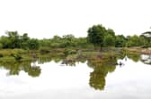 Shrimp farming in Vietnam