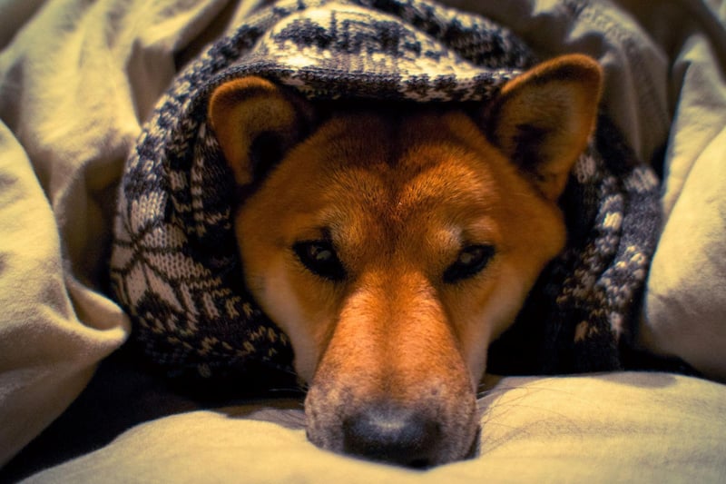 Indoor training or agility classes are a great way of exercising your dog in colder weather, as well as allowing them to socialise with other dogs and boost their brain health.