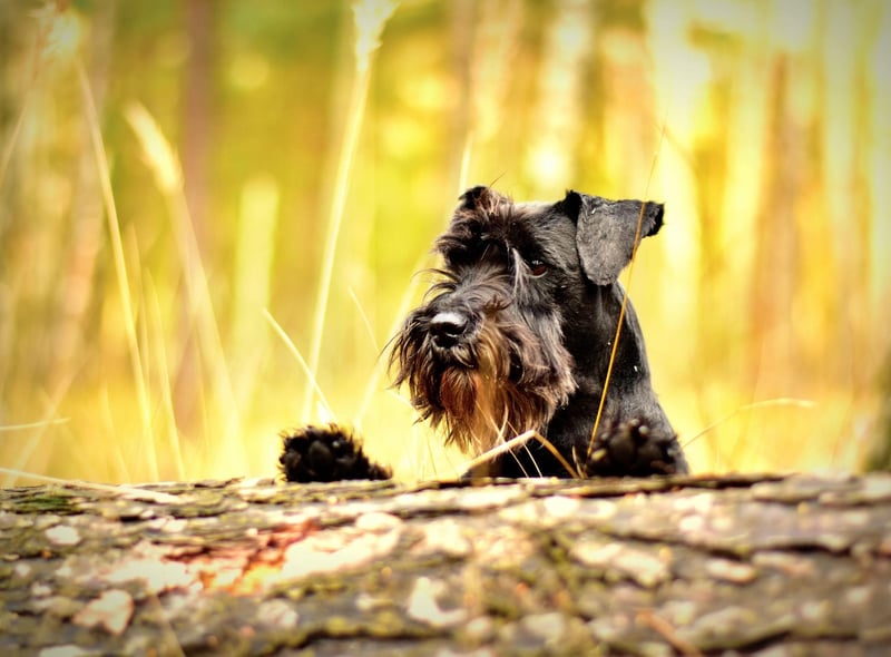 Originally bred to hunt rats on farms, the charming Miniature Schnauzer is the third most popular utility dog in the UK. There were 4,728 registrations of these small dogs with big personalities last year.