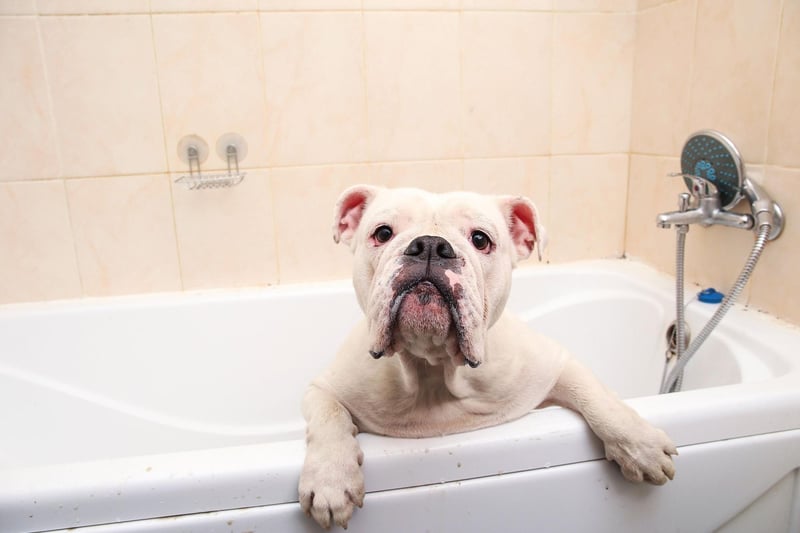Bulldogs are particularly susceptible to bad breath, due to plaque and decay caused by misaligned teeth. They also have face wrinkles that can catch food particles, with the skin under their tail stub can easily become infected causing a nasty odour.